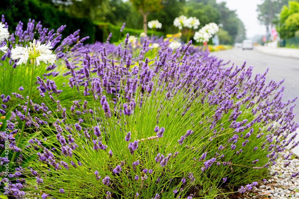 Obraz premium Close up Lavender and Allium flowers, growing along the road on green background.