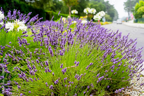 Close up Lavender and Allium flowers, growing along the road on green background.