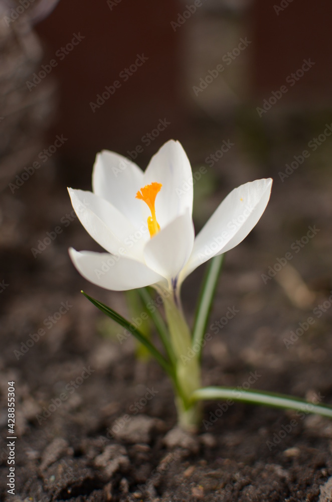 Obraz premium white crocus flower