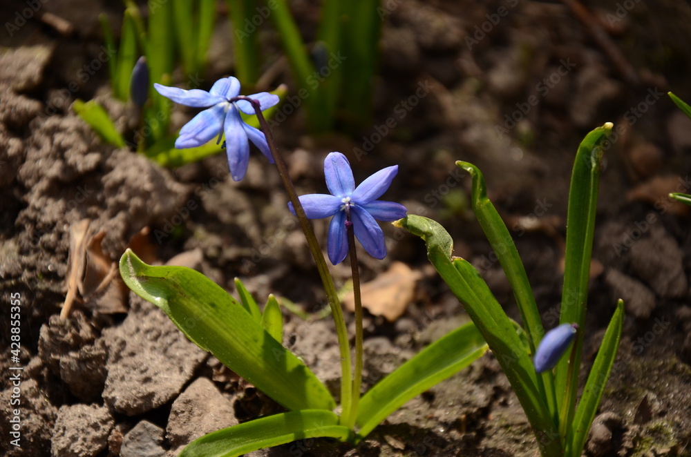 spring flowers in the garden