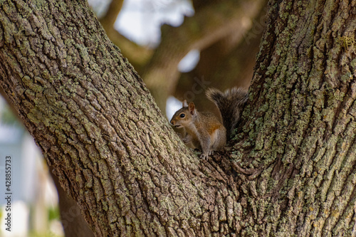 Closeup Of A Squirrel Sitting On A Tree