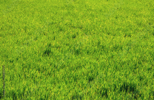 background texture of a grassy field in the bush