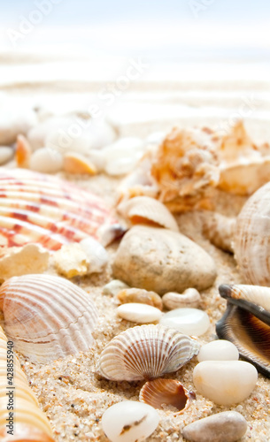 Seashells on a beach as a background. Collection of seashells. The exotic sea shell. Treasure from the sea