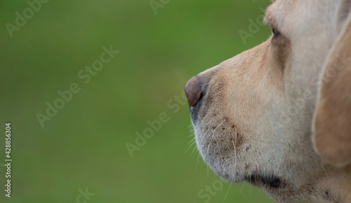 Muzzle of a Labrador Retriever dog. The pet looks into the distance. Blurred background