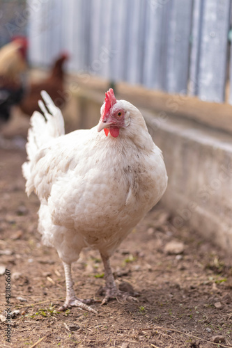 Street lighting. home farmstead. A bird walks and eats on it. Close-up. Rooster and chicken.