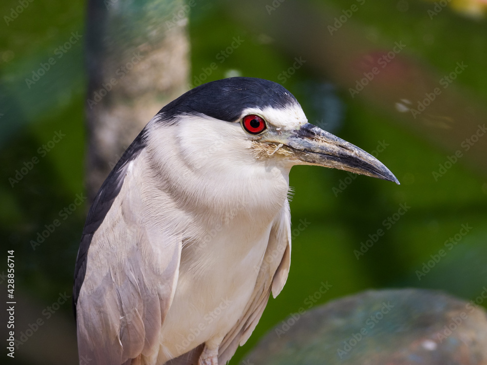 Heron bird closeup
