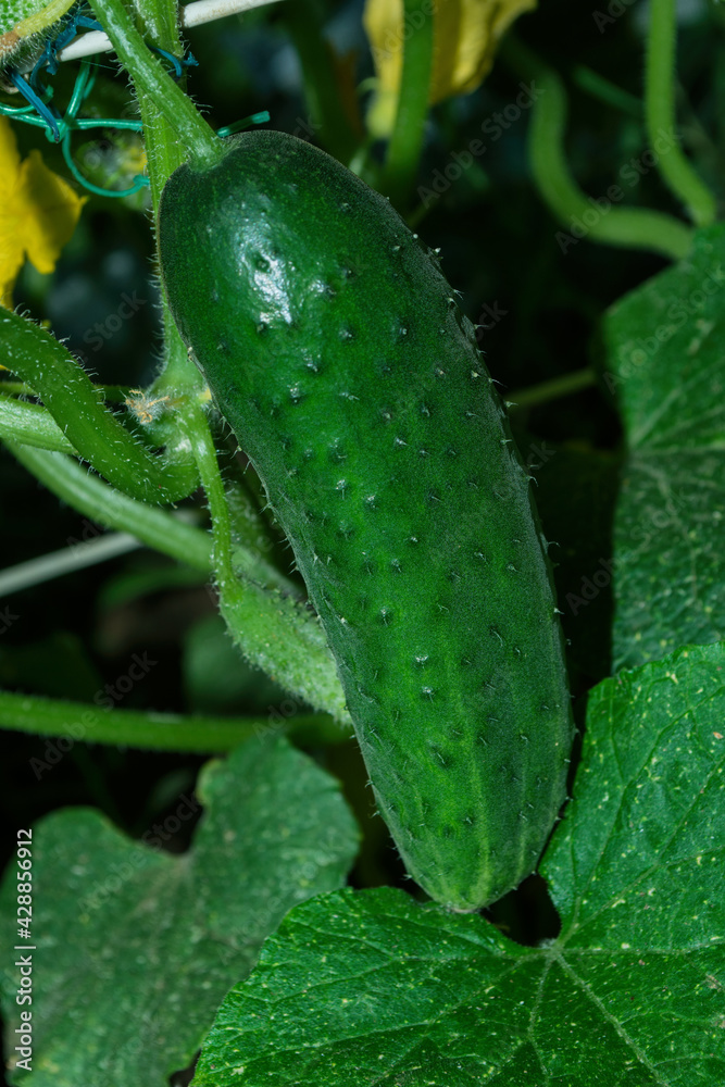 Cucumber (Latin: Cucumis sativus) - an annual herbaceous plant of the Cucurbitaceae family, vegetable crops. Cucumbers in vegetable garden close up. Soft selective focus. Vertical photo. Cucumber (Latin: Cucumis sativus) - an annual herbaceous plant of the Cucurbitaceae family, vegetable crops. Cucumbers in vegetable garden close up. Soft selective focus. Vertical photo.