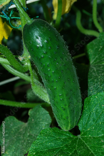 Cucumber (Latin: Cucumis sativus) - an annual herbaceous plant of the Cucurbitaceae family, vegetable crops. Cucumbers in vegetable garden close up. Soft selective focus. Vertical photo.