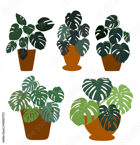 Set of terracota flower pots with monstera houseplant transparent background