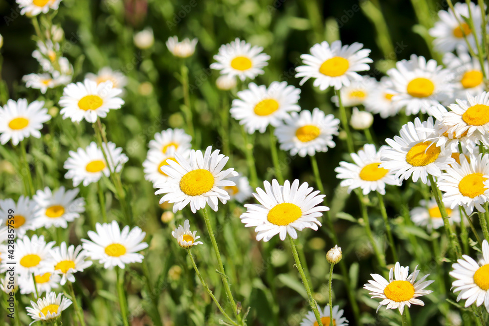 Summer background - meadow with camomiles. Many white flowers. Selective focus.