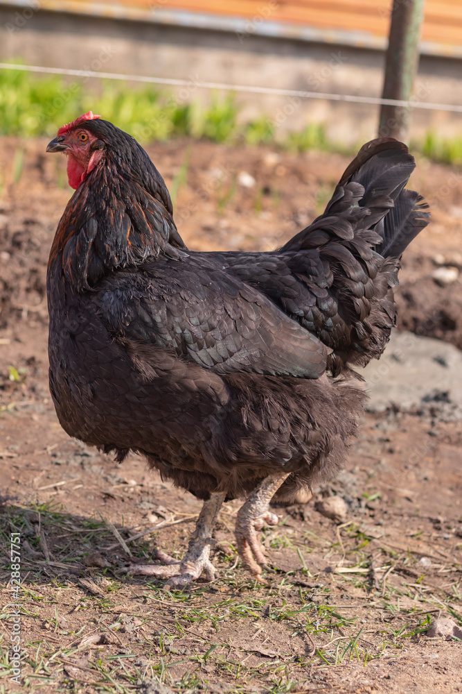Fototapeta premium Street lighting. home farmstead. A bird walks and eats on it. Close-up. Rooster and chicken.