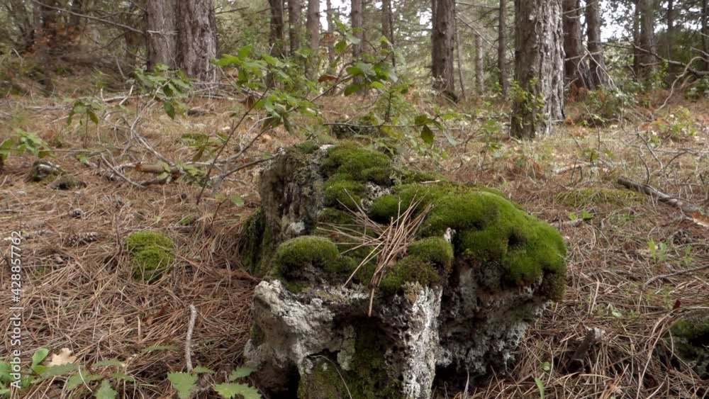 natural scene of Sicily lava rock and moss in a forest pine of Etna Park (panning) natural scene of Sicily lava rock and moss in a forest pine of Etna Park (panning)