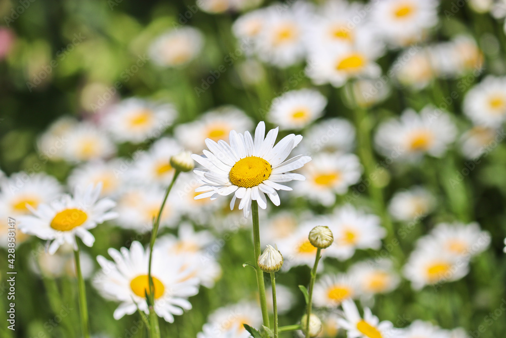 Summer background - meadow with camomiles. Many white flowers. Selective focus. Summer background - meadow with camomiles. Many white flowers. Selective focus.