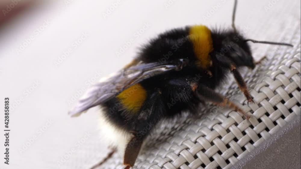 Close Up Of A Bumblebee Crawling On A Plastic Chair - macro shot