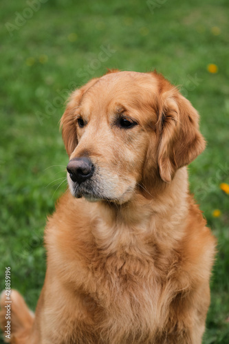 Portrait of bright red golden retriever close-up. Friendly friendly large fluffy hunting dog. Walk with retriever in the fresh air in park against background of green grass.