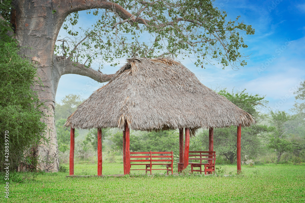 Garden house or shelter shed with wooden red stands and bench under thatched roof on green lawn or meadow in south africa savanna near baobab large tree under its huge branches used for tourist rest Garden house or shelter shed with wooden red stands and bench under thatched roof on green lawn or meadow in south africa savanna near baobab large tree under its huge branches used for tourist rest