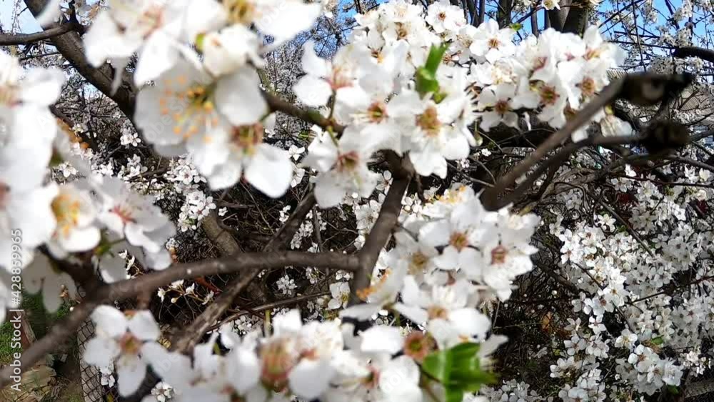 The camera moves through the crown of a blossoming tree The camera moves through the crown of a blossoming tree
