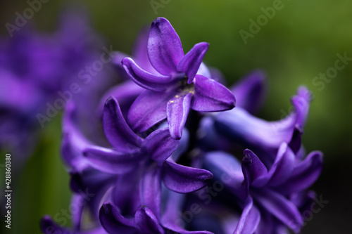 Macro of Common Hyacinth 
