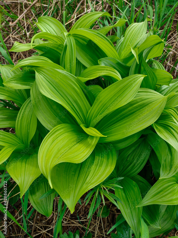 Bright green leaves close-up. Green leaves. Bright green leaves close-up. Green leaves.
