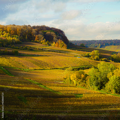 Vignoble de Chamery en Champagne automne