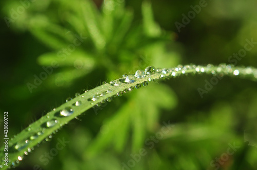 dew drops on grass