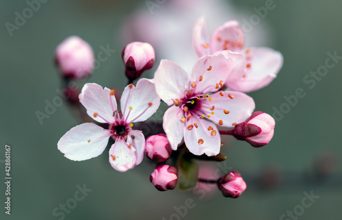 Little blooming flowers in spring