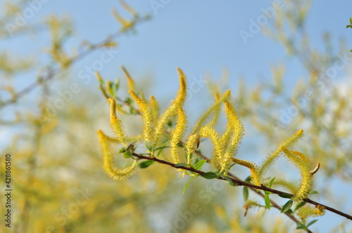 Branch with yellow catkins of salix triandra or almond willow on the blue sky background