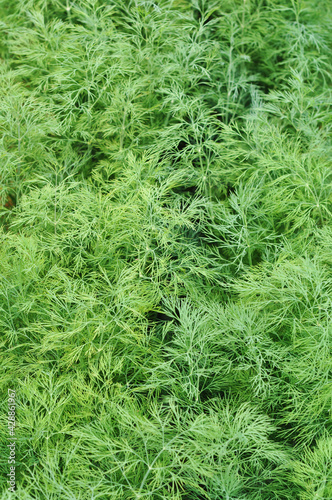 Fluffy green dill grows in the garden