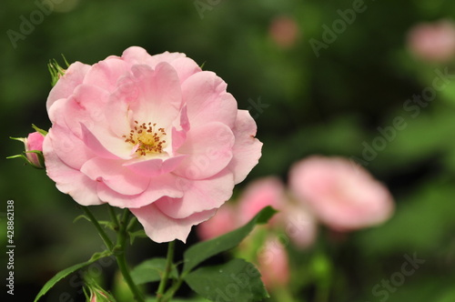 The close up of blooming pink rose 'Clair Matinin' the botanical garden.