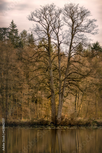 Fototapeta Naklejka Na Ścianę i Meble -  Teich im Klosterforst Loccum an dessen Ufer ein großer kahler Baum ohne Blätter steht und der sich teilweise im Wasser spiegelt