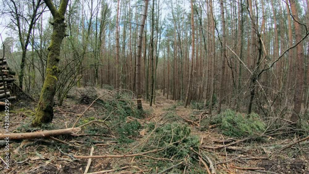 Rückegasse im Wirtschaftswald nach Baumfällung mit Harvester, Rückeweg, Holzernte, Waldumbau, Schwenk
Rückegasse im Wirtschaftswald nach Baumfällung mit Harvester, Rückeweg, Holzernte, Waldumbau, Schwenk