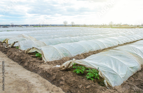 Greenhouse tunnel rows of a potato plantation covered with a plastic film. Protecting from frost. Farming technologies to reduce the risk of frostbite and weathering of crops, accelerate plant growth.