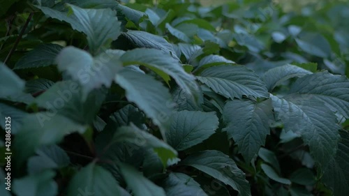 frost on leaves.green grass.dense grass. rich green park 