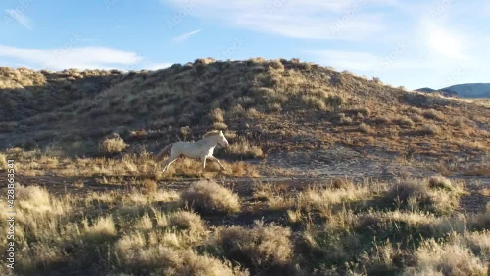 A beautiful aerial of white horse running in a desert landscape. A beautiful aerial of white horse running in a desert landscape.