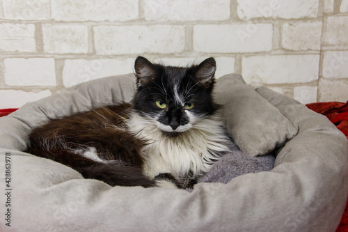 Fototapeta Naklejka Na Ścianę i Meble -  Longhair cat lying in his soft cozy cat bed