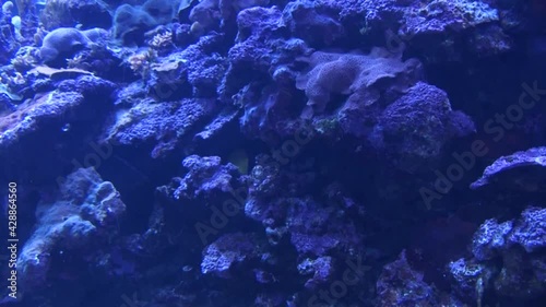 Marine life in Maui Ocean Center. Maalaea, Hawaii, USA photo