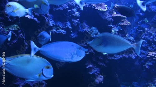 Marine life in Maui Ocean Center. Maalaea, Hawaii, USA photo