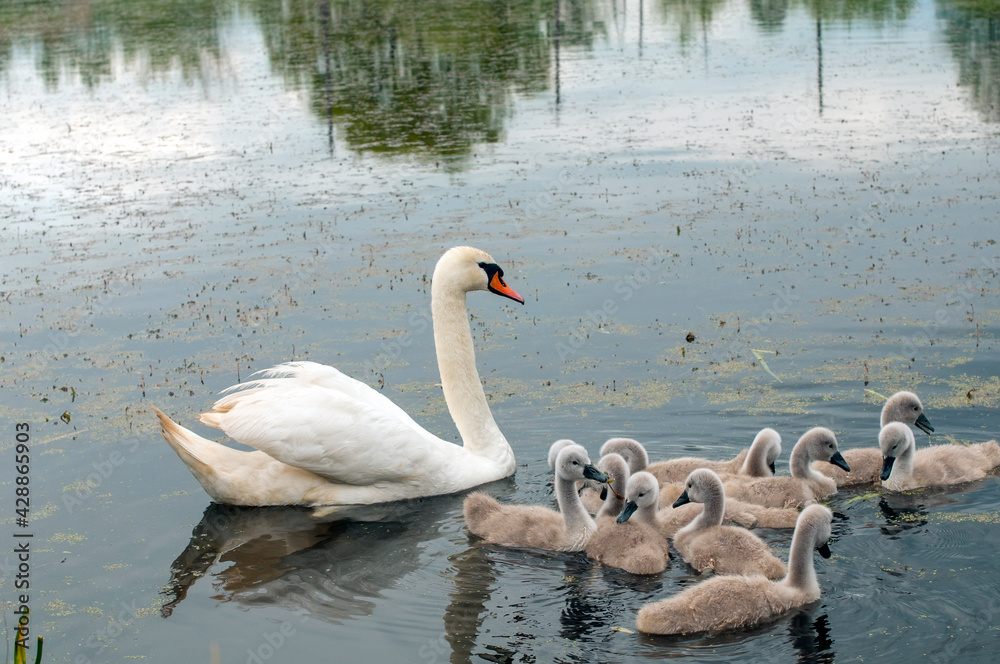 pair of swans with little swans pair of swans with little swans