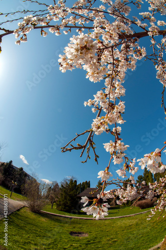 bloom of sakura in a local park under the open and blue sky on the background of the hotel