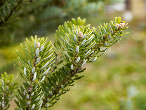 Close up of fir needles.  photo