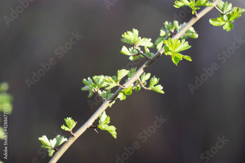 spring blossom in spring