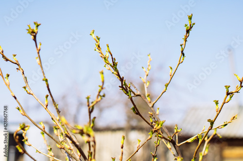 The concept is early spring. Buds bloom on the branches against the background of the blue sky. Very small buds. Soft focus  selective focus.