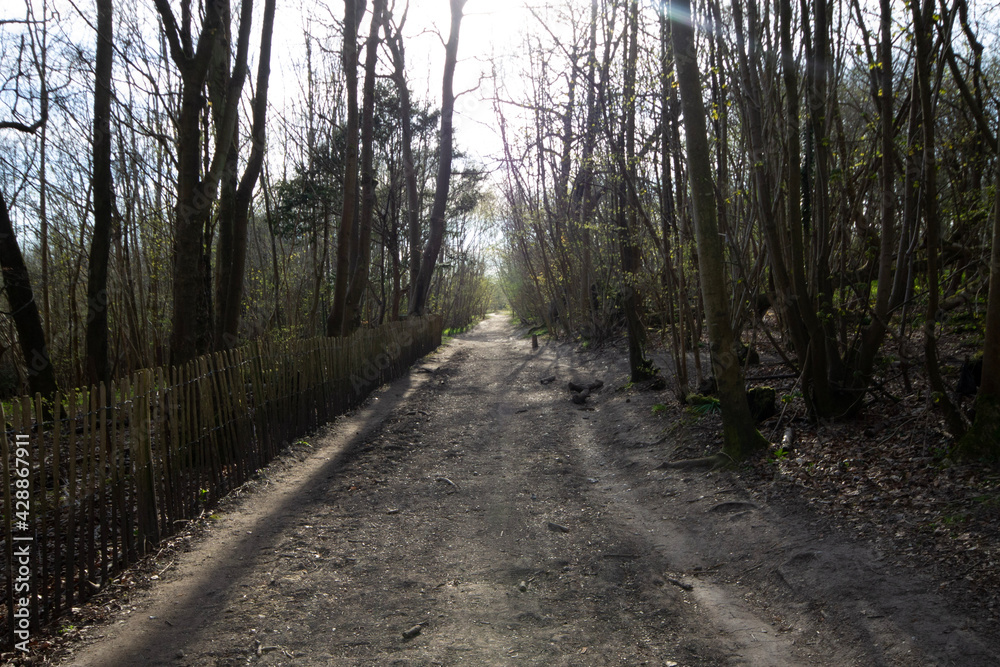 Fototapeta premium path in the woods