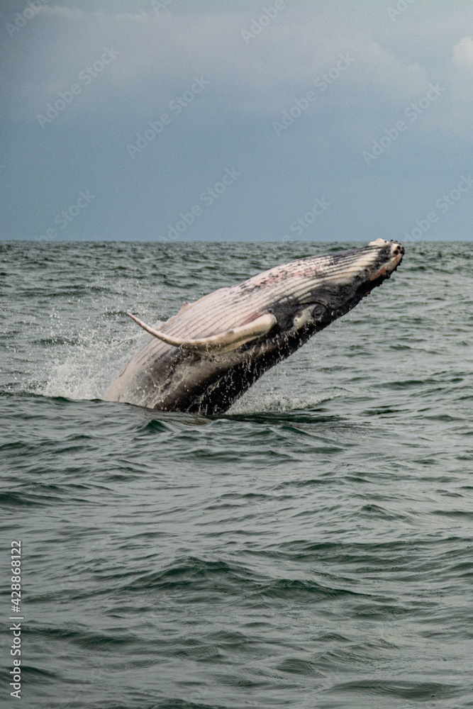 Fototapeta premium Whale in the sea 