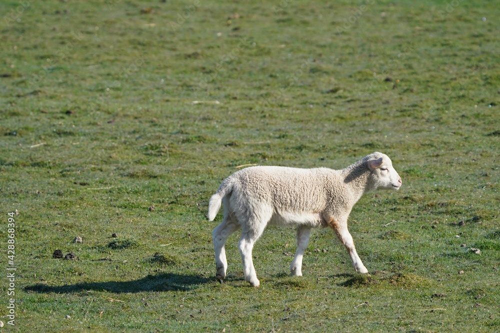 Obraz premium Sheep in an early spring field grazing and resting being guarded by large white sheep dog on agricultural property on beautiful sunny day 