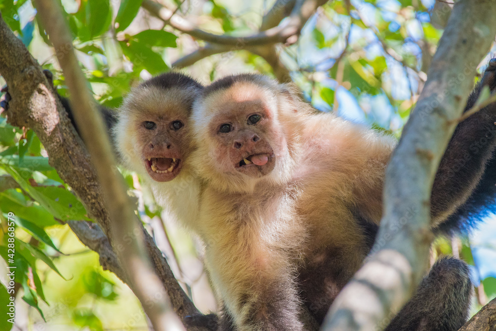 a couple of goofy white faced monkeys sitting in a tree a couple of goofy white faced monkeys sitting in a tree