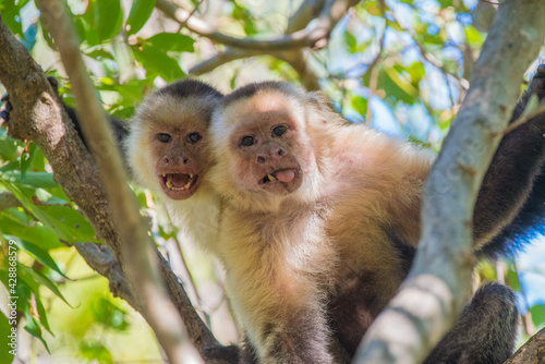 a couple of goofy white faced monkeys sitting in a tree © michael