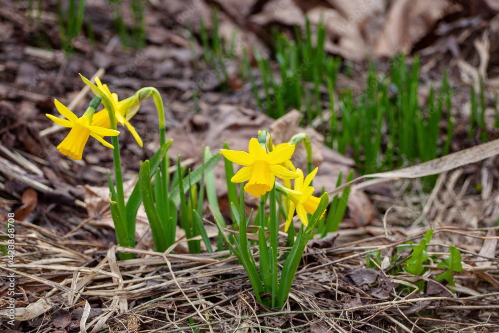 Yellow spring April primroses in bloom Yellow spring April primroses in bloom
