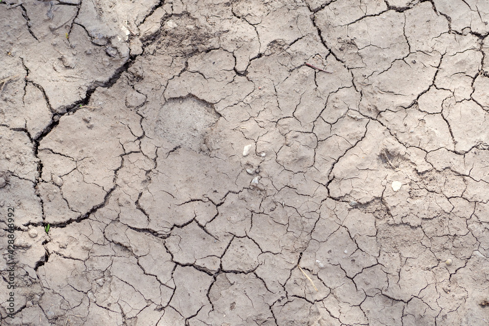 Dry soil in cracks (lack of moisture in the soil) Dry soil in cracks (lack of moisture in the soil)