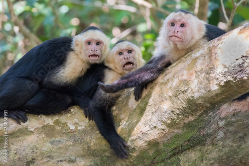 Three monkeys hanging in a tree